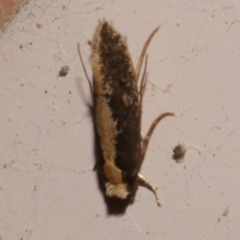 Monopis ethelella (Dead Sheep's Moth) at Freshwater Creek, VIC - 20 Oct 2023 by WendyEM