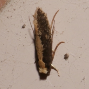 Monopis ethelella at WendyM's farm at Freshwater Ck. - 20 Oct 2023 10:27 PM