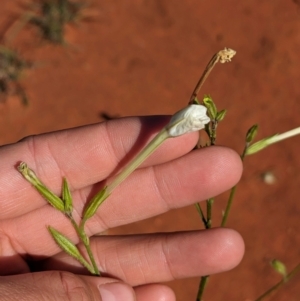 Nicotiana occidentalis subsp. obliqua at suppressed - suppressed