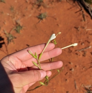 Nicotiana occidentalis subsp. obliqua at suppressed - suppressed