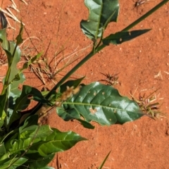 Nicotiana occidentalis subsp. obliqua at suppressed - 20 May 2024