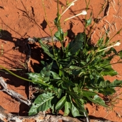 Nicotiana occidentalis subsp. obliqua at suppressed - suppressed