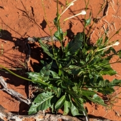 Nicotiana occidentalis subsp. obliqua at suppressed - 20 May 2024