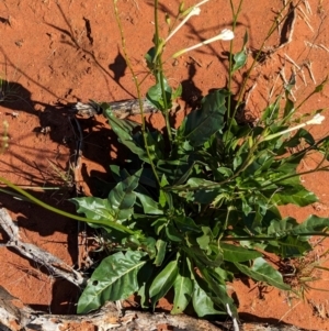 Nicotiana occidentalis subsp. obliqua at suppressed - 20 May 2024