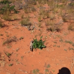 Nicotiana occidentalis subsp. obliqua at suppressed - 20 May 2024