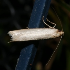 Philobota xiphostola at WendyM's farm at Freshwater Ck. - 11 Sep 2023 by WendyEM