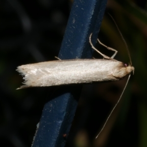 Philobota xiphostola at WendyM's farm at Freshwater Ck. - 12 Sep 2023