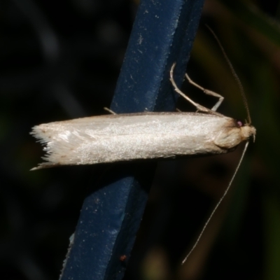 Philobota xiphostola at Freshwater Creek, VIC - 11 Sep 2023 by WendyEM