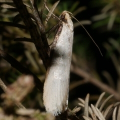 Philobota xiphostola at Freshwater Creek, VIC - 14 Sep 2023 by WendyEM