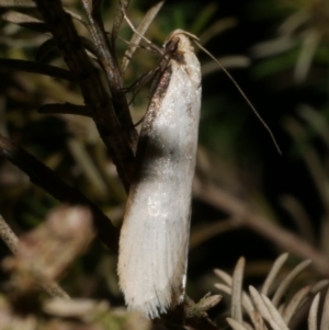 Philobota xiphostola at WendyM's farm at Freshwater Ck. - 14 Sep 2023