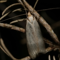 Philobota xiphostola at WendyM's farm at Freshwater Ck. - 14 Sep 2023