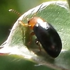 Coleoptera (order) at Freshwater Creek, VIC - 2 Sep 2023 by WendyEM