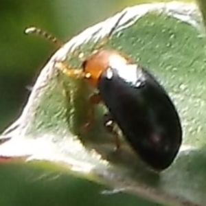Chrysomelidae sp. (family) at WendyM's farm at Freshwater Ck. - 2 Sep 2023 02:54 PM