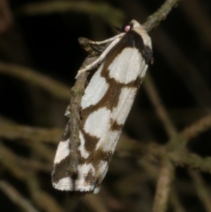 Chiriphe dichotoma at WendyM's farm at Freshwater Ck. - 14 Sep 2023