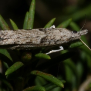 Bactra blepharopis at WendyM's farm at Freshwater Ck. - 14 Sep 2023