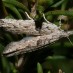 Bactra blepharopis at WendyM's farm at Freshwater Ck. - 14 Sep 2023