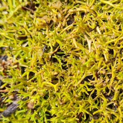 Cladia aggregata (A lichen) at Aranda, ACT - 6 Jun 2024 by WalkYonder
