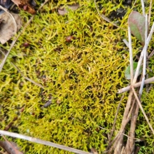 Cladia aggregata at Aranda, ACT - 7 Jun 2024