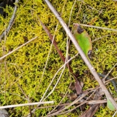 Cladia aggregata at Aranda, ACT - 7 Jun 2024