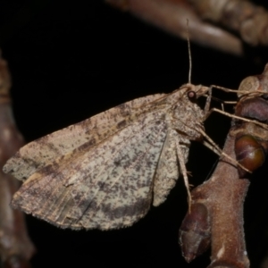 Parosteodes fictiliaria at WendyM's farm at Freshwater Ck. - 15 Sep 2023 09:58 PM