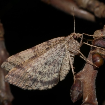 Parosteodes fictiliaria (Dodonaea Moth) at Freshwater Creek, VIC - 15 Sep 2023 by WendyEM