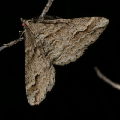 Syneora fractata (Ennominae) at Freshwater Creek, VIC - 15 Sep 2023 by WendyEM