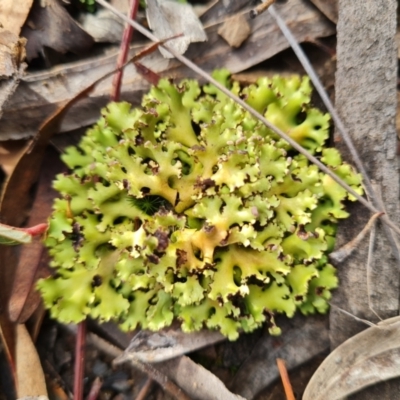 Heterodea sp. at Aranda, ACT - 6 Jun 2024 by WalkYonder