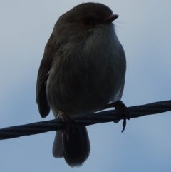 Malurus cyaneus (Superb Fairywren) at Freshwater Creek, VIC - 17 Sep 2023 by WendyEM