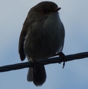 Malurus cyaneus at WendyM's farm at Freshwater Ck. - 17 Sep 2023