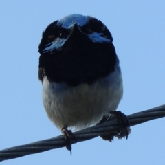 Malurus cyaneus (Superb Fairywren) at WendyM's farm at Freshwater Ck. - 17 Sep 2023 by WendyEM