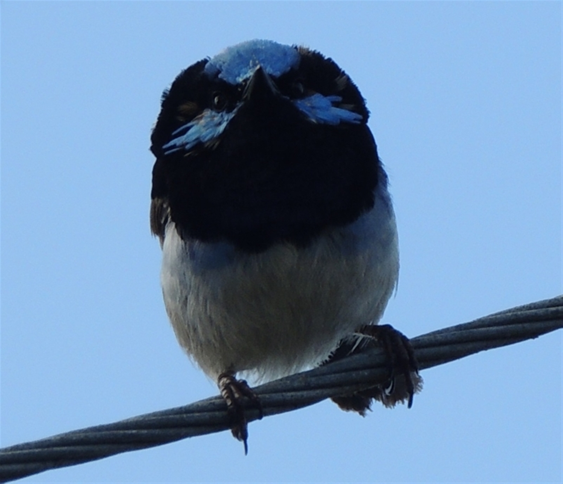 Malurus cyaneus at Undefined Area - 17 Sep 2023 03:20 PM