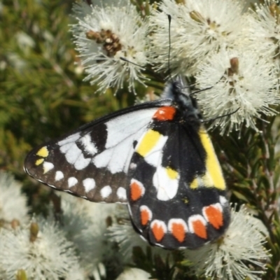 Delias aganippe (Spotted Jezebel) at Freshwater Creek, VIC - 17 Sep 2023 by WendyEM