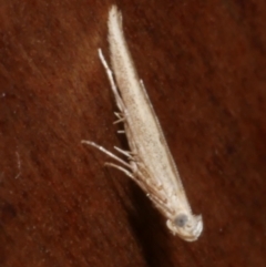 Batrachedra (genus) (A Fringed Moth) at Freshwater Creek, VIC - 19 Sep 2023 by WendyEM