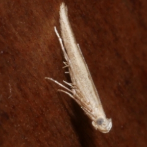 Batrachedra (genus) at suppressed - 19 Sep 2023