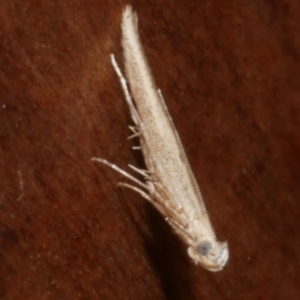 Unidentified Other moth at suppressed by WendyEM