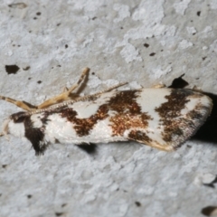 Machetis aphrobola (A Concealer moth (Barea Group)) at Freshwater Creek, VIC - 19 Sep 2023 by WendyEM