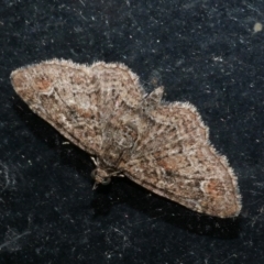 Pasiphilodes testulata (Pome looper) at Freshwater Creek, VIC - 19 Sep 2023 by WendyEM