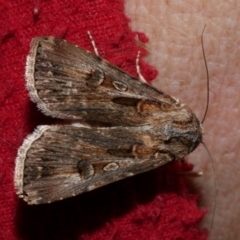 Agrotis munda (Brown Cutworm) at Freshwater Creek, VIC - 19 Sep 2023 by WendyEM