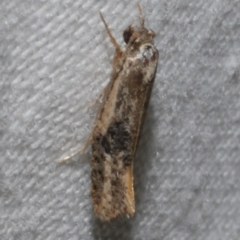 Monopis argillacea (A Clothes moth (Tineidae)) at WendyM's farm at Freshwater Ck. - 19 Sep 2023 by WendyEM