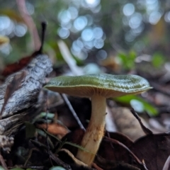 Cortinarius austrovenetus (Green Skinhead) at Box Cutting Rainforest Walk - 6 Jun 2024 by Sunray