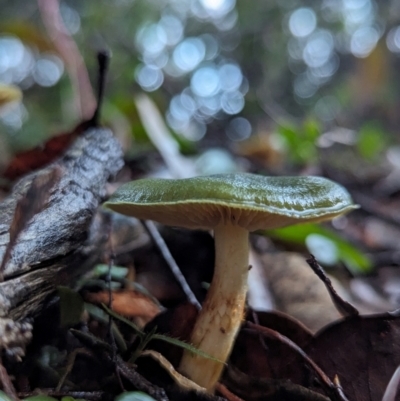 Dermocybe austroveneta (Green Skinhead) at Box Cutting Rainforest Walk - 6 Jun 2024 by Sunray