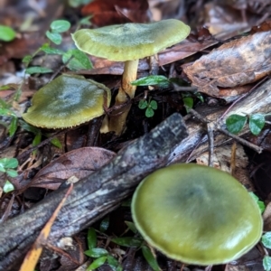 Cortinarius austrovenetus at Box Cutting Rainforest Walk - 6 Jun 2024