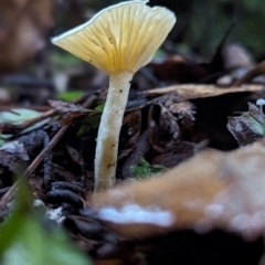 Unidentified Fungus at Box Cutting Rainforest Walk - 6 Jun 2024 by Sunray