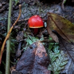 Unidentified Fungus at Kianga, NSW - 6 Jun 2024 by Sunray