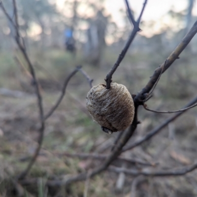 Mantidae (family) (Egg case of praying mantis) at Captains Flat, NSW - 18 May 2024 by Sunray