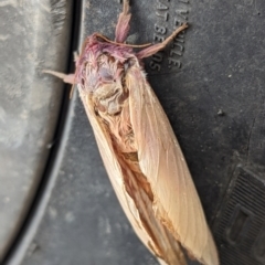 Abantiades (genus) (A Swift or Ghost moth) at Captains Flat, NSW - 5 May 2024 by Sunray