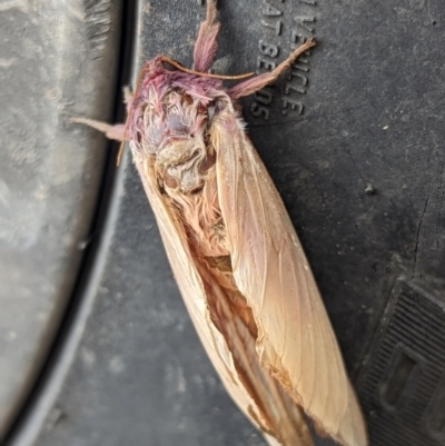 Abantiades (genus) (A Swift or Ghost moth) at QPRC LGA - 5 May 2024 by Sunray