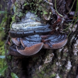 Phellinus sp. at Box Cutting Rainforest Walk - 6 Jun 2024 04:24 PM