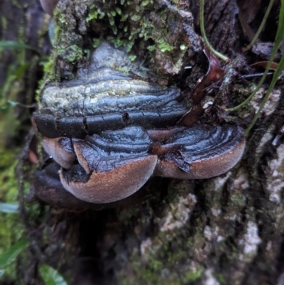 Phellinus sp. (Phellinus sp.) at Kianga, NSW - 6 Jun 2024 by Sunray