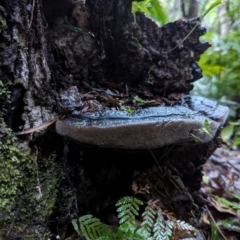 Phellinus sp. at Box Cutting Rainforest Walk - 6 Jun 2024 04:24 PM